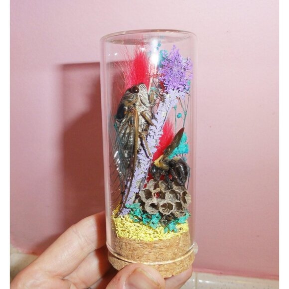 Cicada Wasp Nest & Carpenter Bee Oddity Jar curiosity dome insect taxidermy goth - Picture 2 of 15
